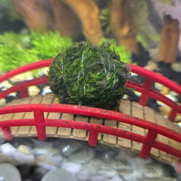 Ro Java Moss Ball Terrarium DIY Craft Kits for Office Desk Accessories ...