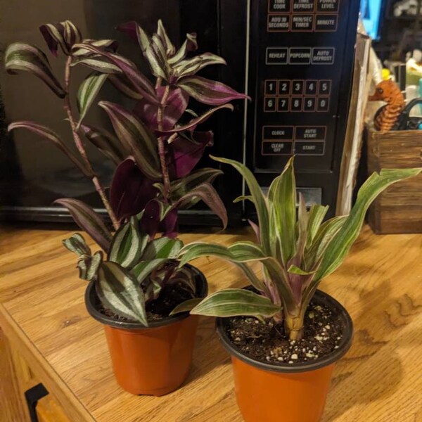 thumbnail image 2 of Snake Plant Seedlings – Sansevieria Mother-in-Law Tongue, 5-8 Rooted, USA 2 of 5