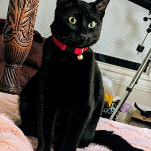 Lucy added a photo of their purchase