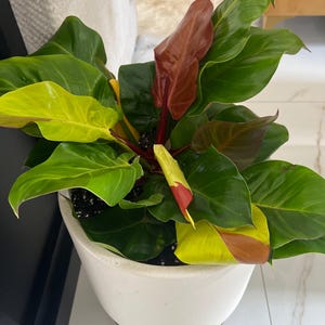 Sandra added a photo of their purchase