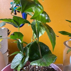 Doris added a photo of their purchase