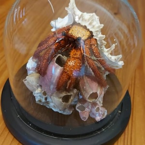 DeRooieRidder added a photo of their purchase