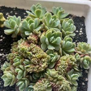 Tiffany ha añadido una foto de su compra