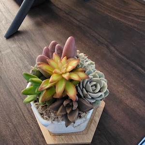 terresa added a photo of their purchase