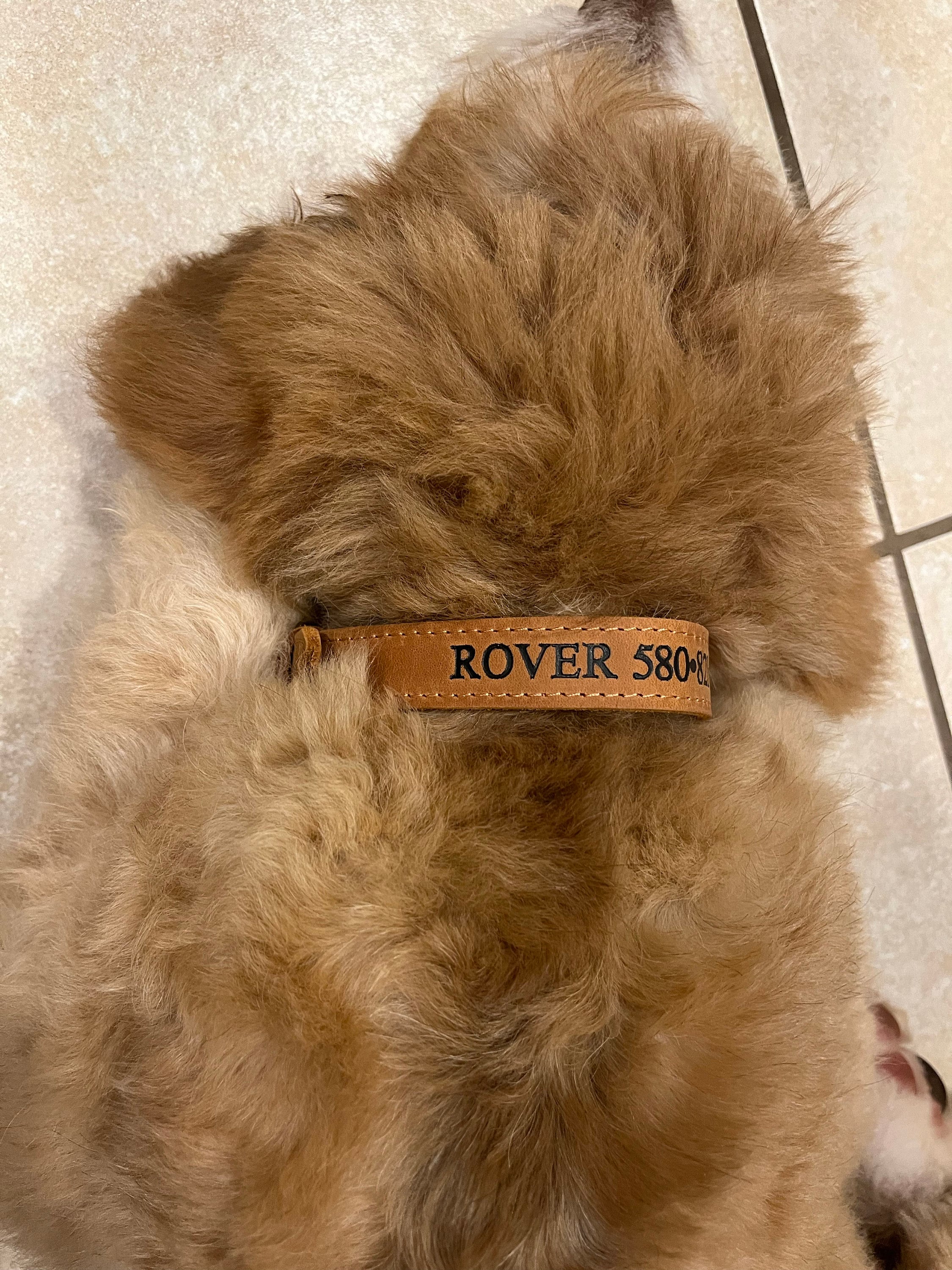 Personalized Leather Dog Collar, Personalized Dog Collar, Genuine Leather Dog Collar, Engraved Leather Dog Collar, Customized Dog Collar