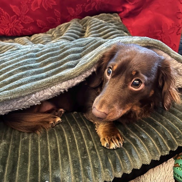 Jumbo Cord Dachshund Snuggle Bed ,foam Filled Dog Bed Cave