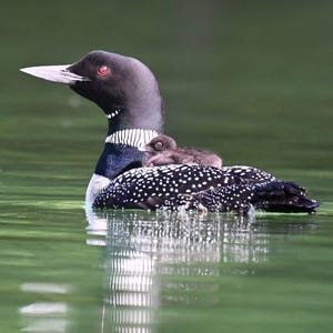 patricia ha añadido una foto de su compra