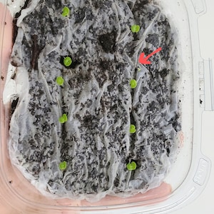 Tomato seed Riddle | Etsy