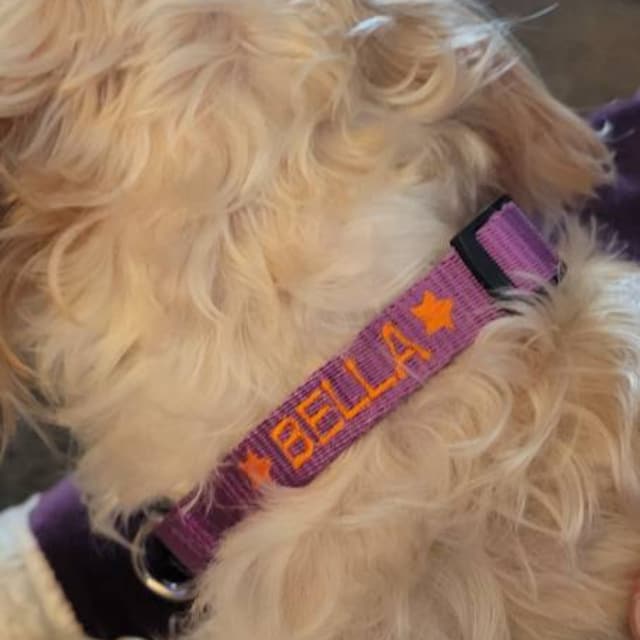 Collar De Perro Grabado - España