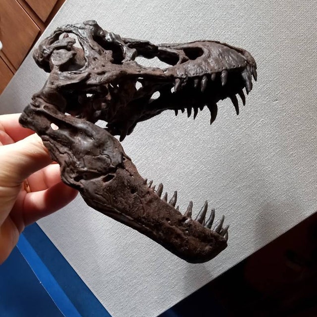 1:10 Scale T. Rex Skull - Etsy