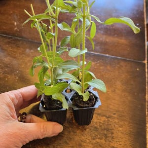 SM added a photo of their purchase