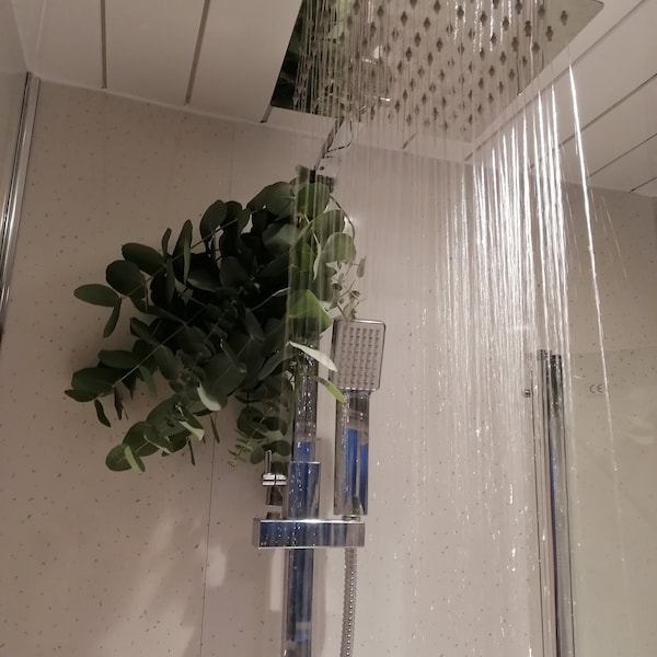 Shower Eucalyptus Bundle - Fresh Cut Eucalyptus - Etsy UK