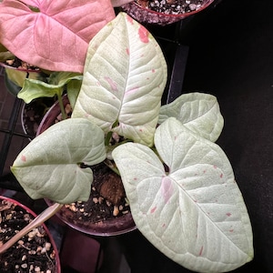 Lindsey hat ein Foto des gekauften Artikels hinzugefügt