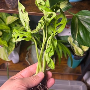 Qi added a photo of their purchase