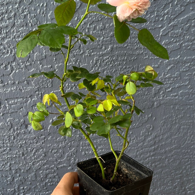 Dream Plants ٩(❛ᴗ❛)۶専用 Dream Plants ٩(❛ᴗ❛)۶専用
