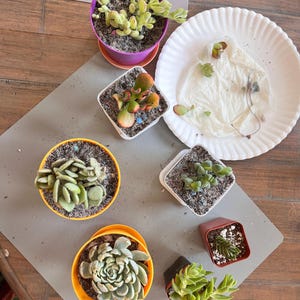 Cotyledon Pendens Cliff Hanger with root - 2-5th picture - example of what  you will receive / Rare