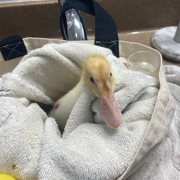 Duck Splint/ Chicken Splints Large-multiple Size Options Available - Etsy