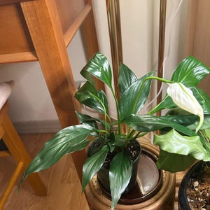 Mooshroom added a photo of their purchase