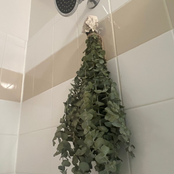 Large Fresh Eucalyptus Shower Bundle, Eucalyptus Shower Plant ...