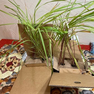 Lady a ajouté une photo de son achat