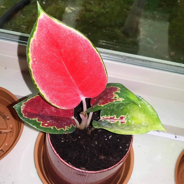 Aglaonema Red King Starter Plant **(ALL Plants Require You to Purchase ...