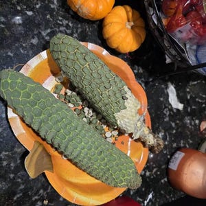 VORBESTELLUNG, Monstera Frucht, Monstera Deliciosa, exotische Frucht,  selten - Etsy.de
