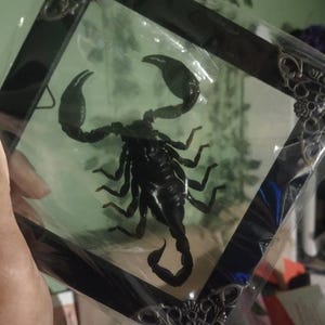 Jazzie added a photo of their purchase