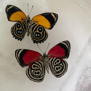 BUTTERFLY - Butterfly レトリーバ Real Diaethria Clymena 