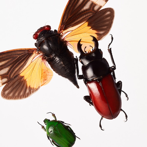 Mixed Bugs Beetles & Other Insects | Mystery Box of Ethical Unmounted ...