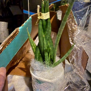 Molly added a photo of their purchase