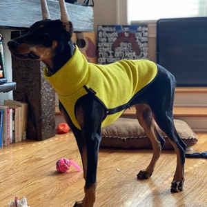 rhodesian ridgeback jumper