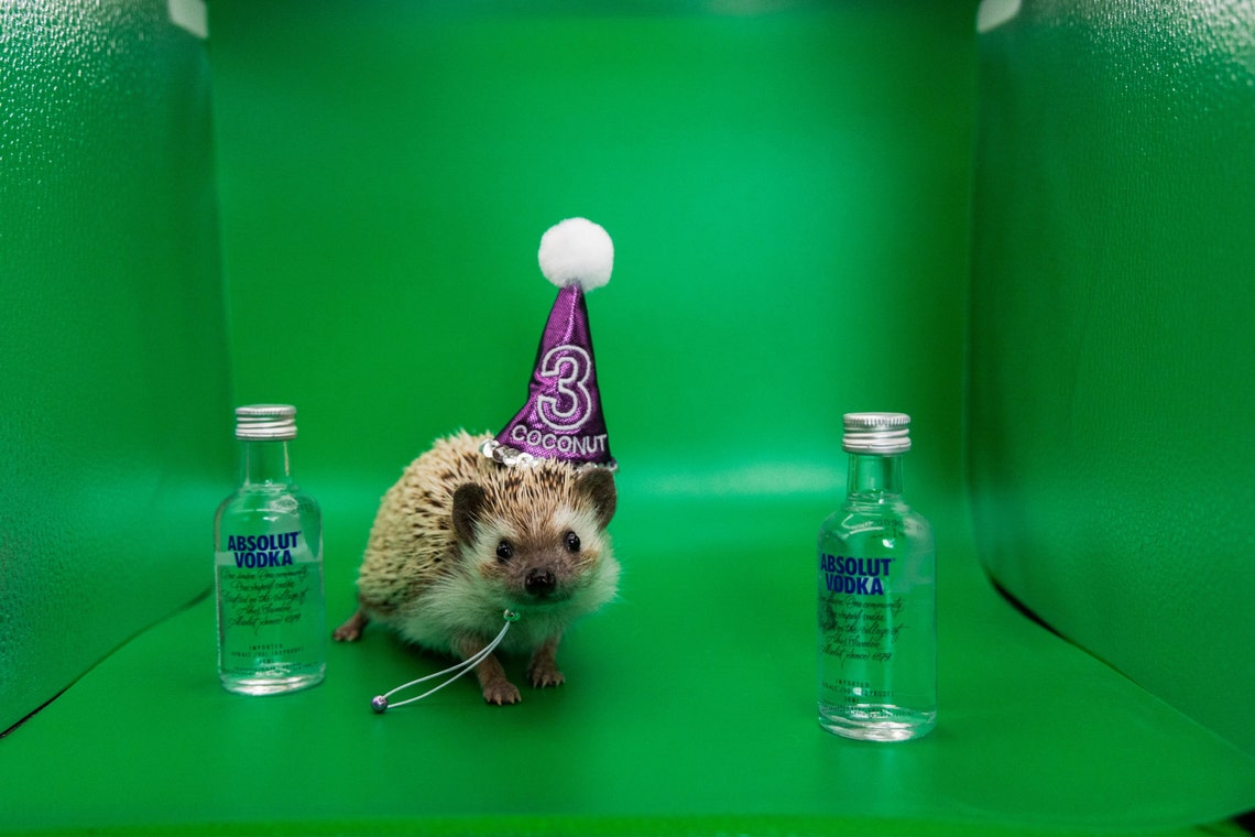 Customer photo of a pet with the First Birthday hat and matching tie or bow