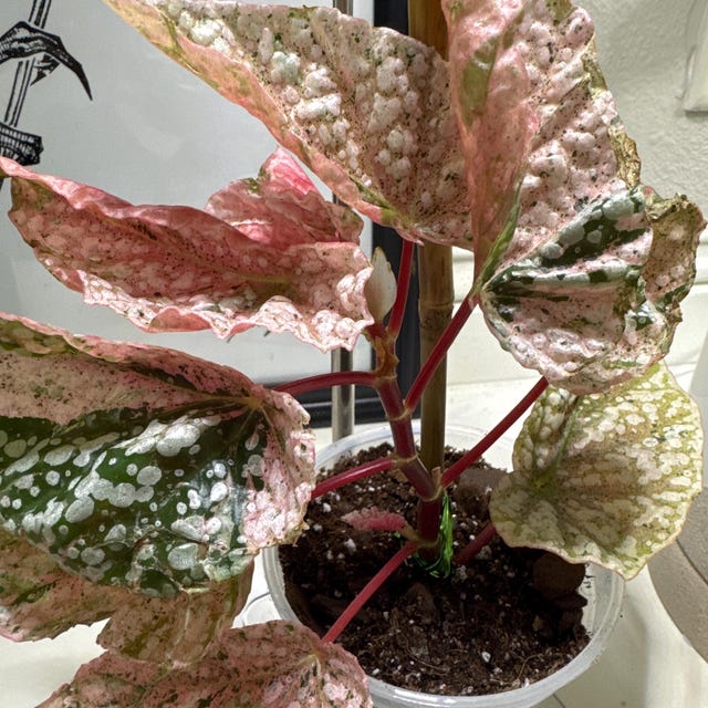 Extremely Rare Pink Variegated Snow Capped Begonia - 4'' Pot