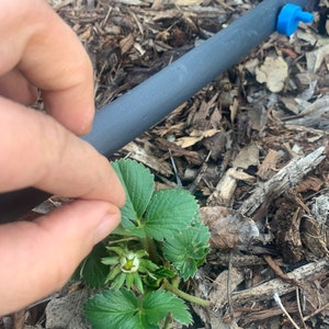 3 Raspberry Plants Joan J Completely Thornless Everbearing Etsy