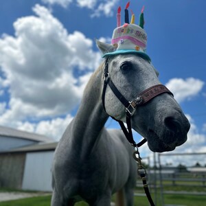 Birthday Hat for Horse or Pony With Candles Soft Equine Birthday Hat