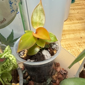 Gi added a photo of their purchase