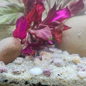 Ammannia Gracilis | Live Aquarium Plants | Windy City Aquariums