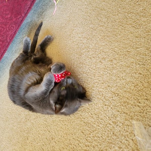 Silvervine Blue Fish Catnip Cat Toy Super Gift for a Cat - Etsy
