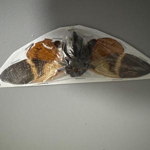 Comprador de Etsy ha añadido una foto de su compra