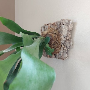 Cork Bark Rounds 2 Lbs Animal Hides in a Terrarium / - Etsy