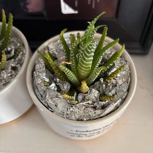 Patricia added a photo of their purchase