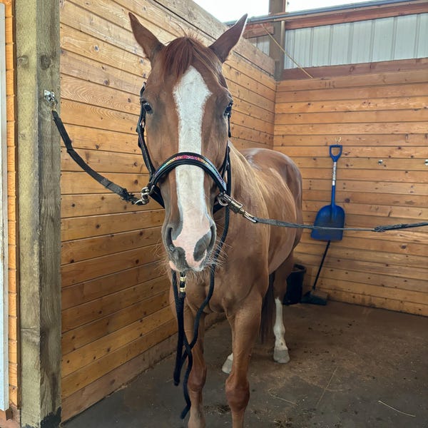 Frontali Per Briglia Lisci - Make Your Own Bridle - Mini, Pony, Pannocchia, Completo, Oversize
