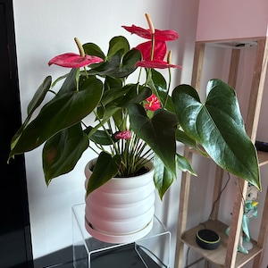 Rachel added a photo of their purchase
