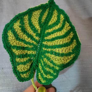 Turtle added a photo of their purchase