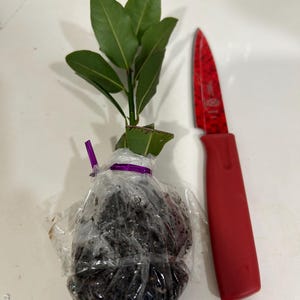 REVIZA ha aggiunto una foto del proprio acquisto