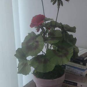 Laurie added a photo of their purchase