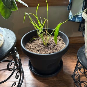 Donna a ajouté une photo de son achat