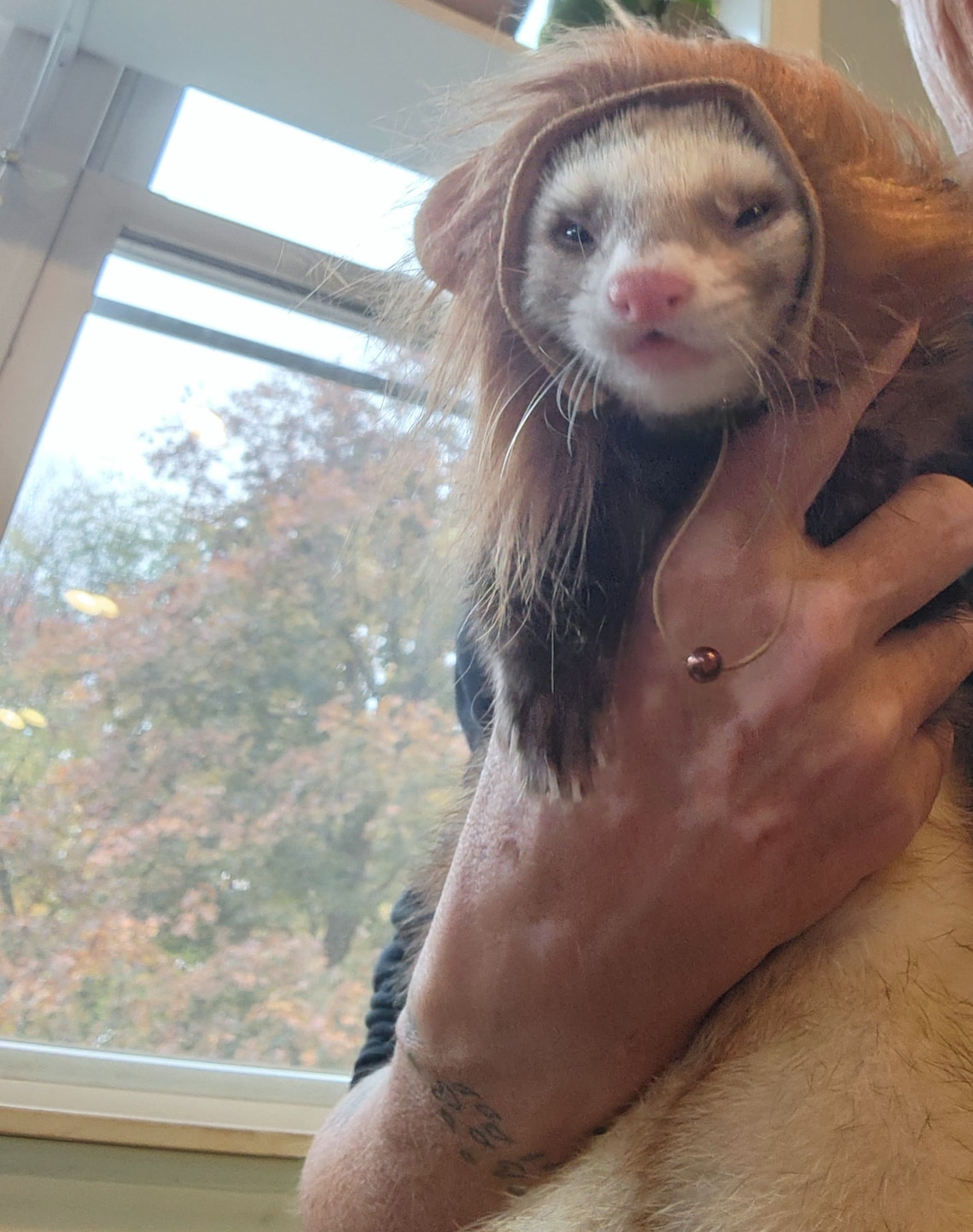Customer photo of a pet with the Lion dark mane halloween costume for small pet