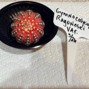 Lynn added a photo of their purchase