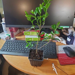 Peggy added a photo of their purchase
